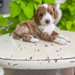 Noah Lyles - Goldendoodle puppy from JW Doodles