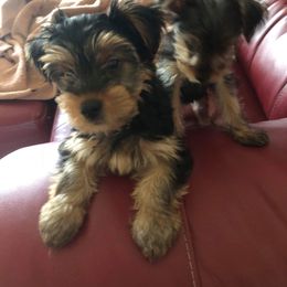 Yorkshire Terrier Puppies from Cindy's Yorkshire Terriers