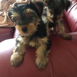 Yorkshire Terrier Puppies from Cindy's Yorkshire Terriers