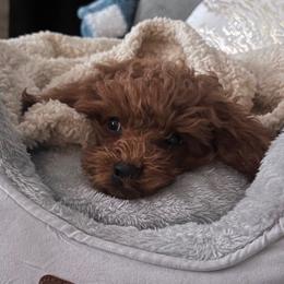 Maltipoo All Grown Up from Minipaws kennel