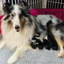 Shetland Sheepdog puppies from Enclave