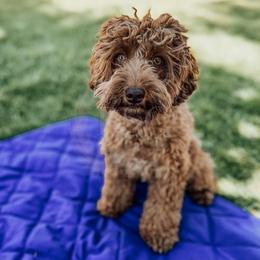 Maple - Cockapoo