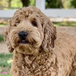 Annie - Australian Labradoodle