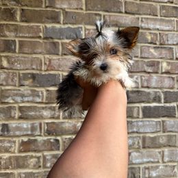 Boy 1 - Parti male Yorkshire Terrier puppy in Mobile, Alabama from Ace of Spades Yorkies
