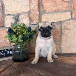 White collar - Fawn female Pug puppy in Tucson, Arizona from Furever Friends