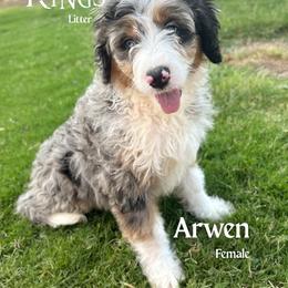 Arwen - Blue merle female Bernedoodle puppy in Glenwood, New Mexico from Brush Fire Doodles