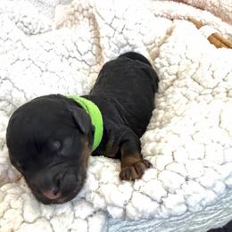 Creek - Phantom male Goldendoodle puppy in Fairwood, Washington from Goldendoodles on the Prairie