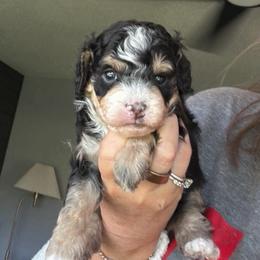 Black tri male - Tri-color male Bernedoodle puppy in Lincoln, Nebraska from GRand Doodles