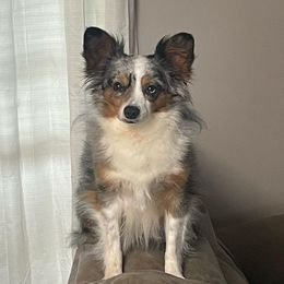 Blue - Toy Australian Shepherd