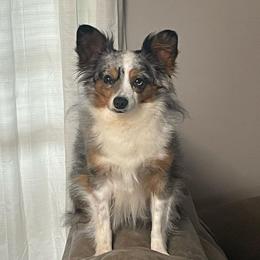 Blue - Toy Australian Shepherd