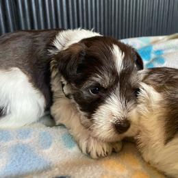 Woody black collar. - Parti male Miniature Schnauzer puppy in Anthony, Florida from Amanda Tragash