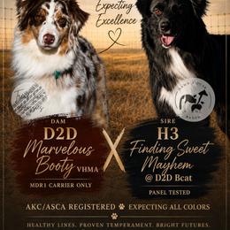 Australian Shepherd puppies from Tréad Tines Aussies