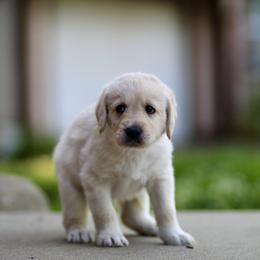 Labradoodle Puppies from Ohio heart labradoodles