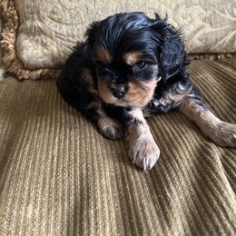 Boy 3 - Black and tan Cavalier King Charles Spaniel puppy in Caldwell, Idaho from Gem State Precious Cavaliers LLC