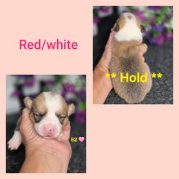 E2 - Red female Pembroke Welsh Corgi puppy in Jacksonville, Texas from ArmnalegRanch LLC