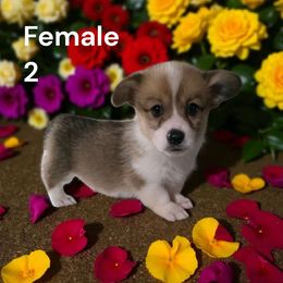 Female 2 - Red female Pembroke Welsh Corgi puppy in Tennessee from Grindstaff Corgis