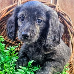 Fern - Cream female Dachshund puppy in Grants Pass, Oregon from Treasure Dachshunds