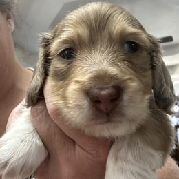 Boy 1 - Dapple male Dachshund puppy in Griffin, Georgia from Always Trippin' Doxie Life