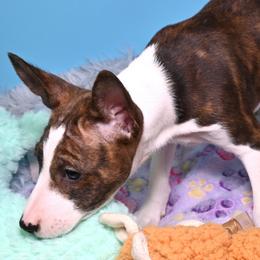 Arrow...Brindle boy, 2 - Brindle and white male Basenji puppy in Eugene, Oregon from Basenji Puppies