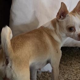 Reba - Chihuahua