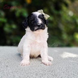 Cassini - Black and white female Aussiedoodle puppy in Centreville, Mississippi from Trin's Designer Doodles