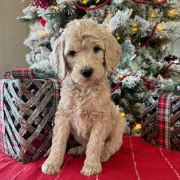 Paul - Cream male Goldendoodle puppy in Norman, Oklahoma from Wilson Family Companions