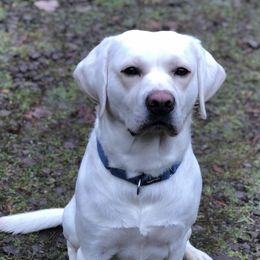 Labrador Retrievers from Saddle Creek West