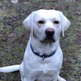 Labrador Retrievers from Saddle Creek West
