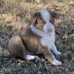 Boy 2 - Australian Shepherd puppy in Blum, Texas from 4P Poteet Farms