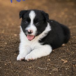 Toothless - Black and white male Border Collie puppy in Sanger, California from Flying M Cactus Ranch Buddies
