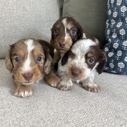Dachshund Puppies from Southern Pearl Doxies