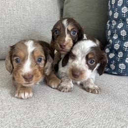 Dachshund Puppies from Southern Pearl Doxies