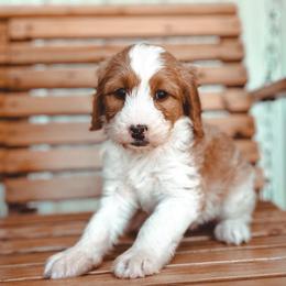 Promise - Red female Bernedoodle puppy in Jackson, Missouri from Pincksten Family Doodles