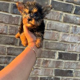 Boy 2 - Black and tan male Yorkshire Terrier puppy in Mobile, Alabama from Ace of Spades Yorkies