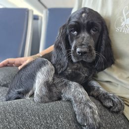 Boykin Spaniel and English Springer Spaniel Puppies from 31 Pines Springers & Retrievers