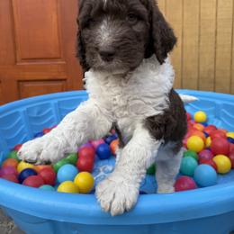 Saint Berdoodle Puppies from Gentle Giant Saint Berdoodles