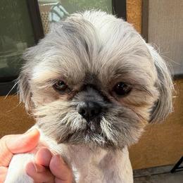 Brian - Brindle and white male Shih Tzu puppy in Victorville, California from RUMBLE n TUMBLE