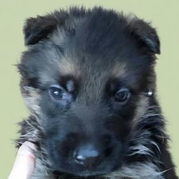 Boy 1 - Black and red male German Shepherd puppy in Rockfield, Kentucky from Cheveyo German Shepherds