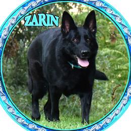 ZARIN - German Shepherd