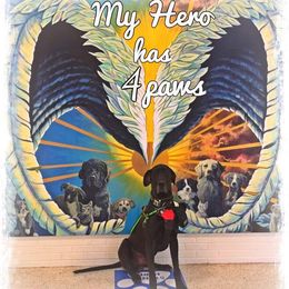 Great Danes from RRDanes