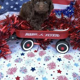 Henrick - Brown male Cockapoo puppy in Connersville, Indiana from MoonShine Babies