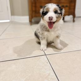 Australian Shepherd Puppies from Crab Point Australian Shepherds
