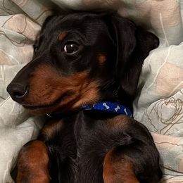 Dachshunds from Heber Valley Hounds