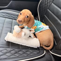 Charlie akc tiny boy - Red male Dachshund puppy in Magnolia, Texas from Carrie’s Countryside Dachshunds