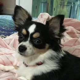 Chihuahuas and Dachshunds from Grandma’s Little Angels