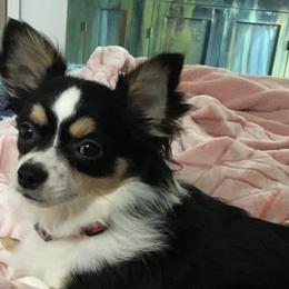 Chihuahuas and Dachshunds from Grandma’s Little Angels