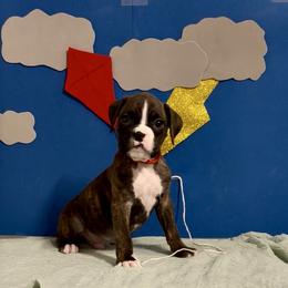 Lock - Brindle male Boxer puppy in La Vernia, Texas from Chilham Boxers