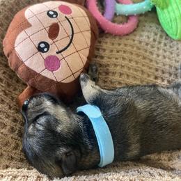 Bolt - Black and silver male Miniature Schnauzer puppy in San Diego, California from KMS-Miniature Schnauzers