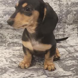 Dachshund Puppies from Dax Place