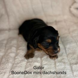Gator - Black and tan male Dachshund puppy in Lexington, Oklahoma from BooneDox Miniature Dachshunds